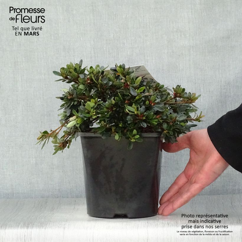 Spécimen de Azalée couvre-sol Pink Cascade - Azalea nakaharae Pot de 2L/3L tel que livré au printemps