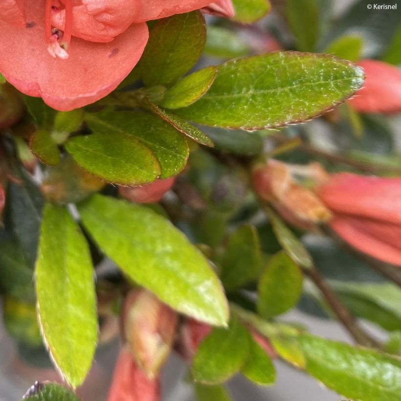 Azalée couvre-sol Pink Cascade - Azalea nakaharae (Feuillage)