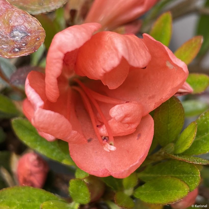 Azalée couvre-sol Pink Cascade - Azalea nakaharae (Floraison)
