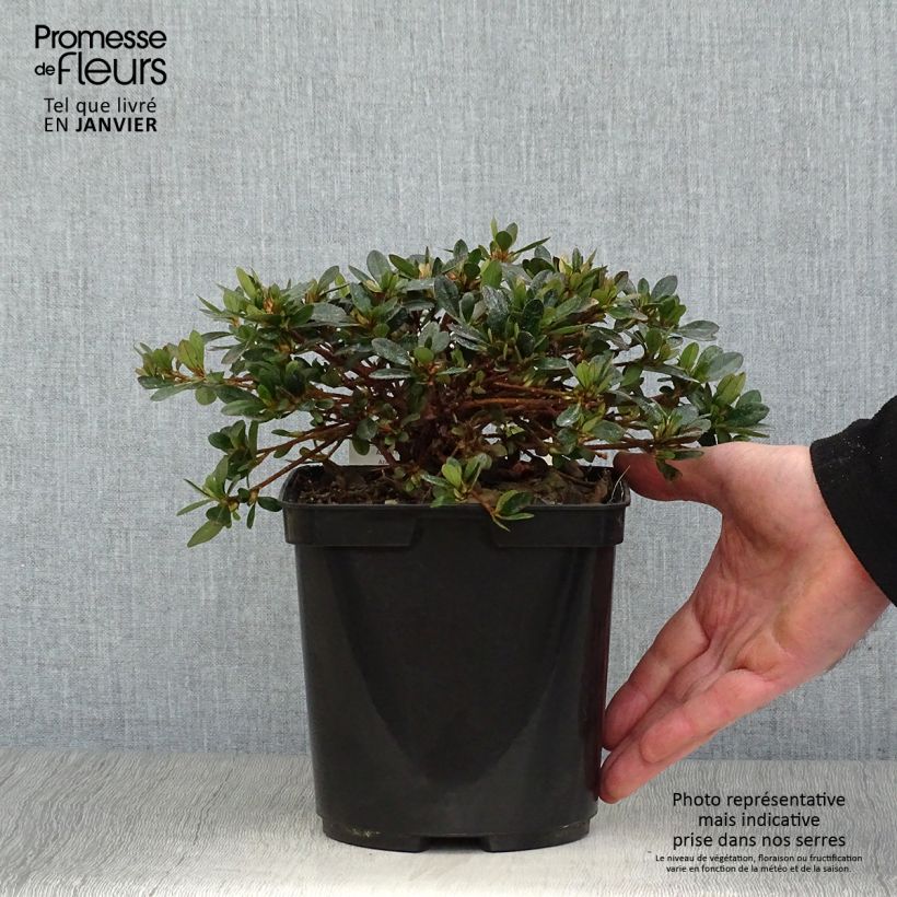 Spécimen de Azalée couvre-sol Pink Cascade - Azalea nakaharae tel que livré en hiver