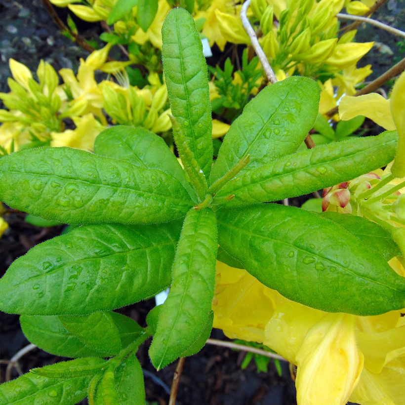 Azalée de Chine Anneke - Rhododendron hybride (Feuillage)