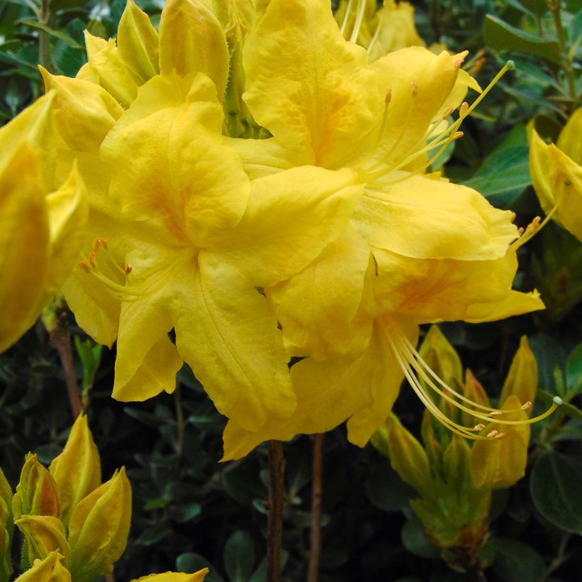Azalée de Chine Anneke - Rhododendron hybride (Floraison)