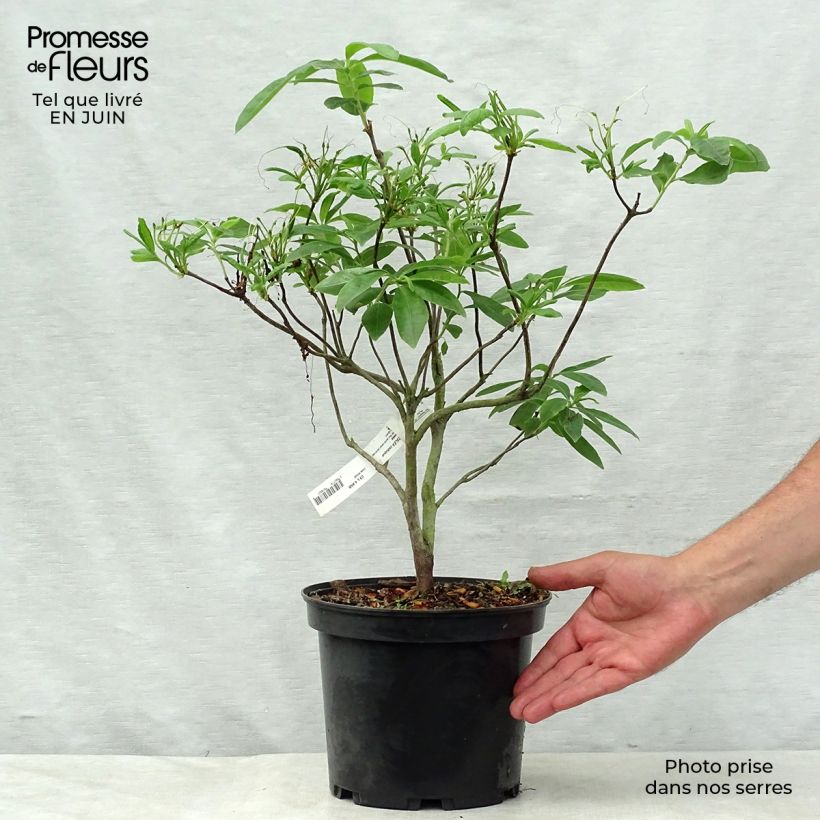 Spécimen de Azalée de Chine Anneke - Rhododendron hybride Pot de 4L/5L tel que livré en été