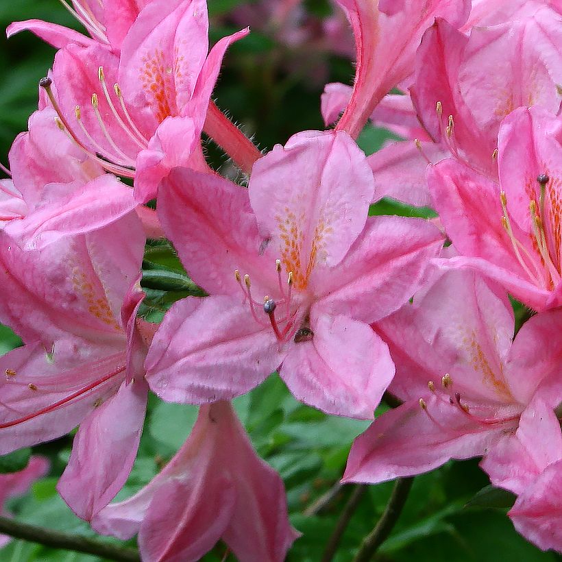 Azalée de Chine Rosata - Rhododendron viscosum  (Floraison)