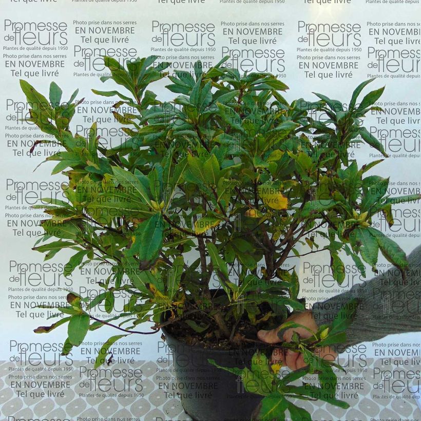 Exemple de spécimen de Azalée de Chine Irene Koster - Azalea x occidentale en pot de 4L./5L. tel que livré