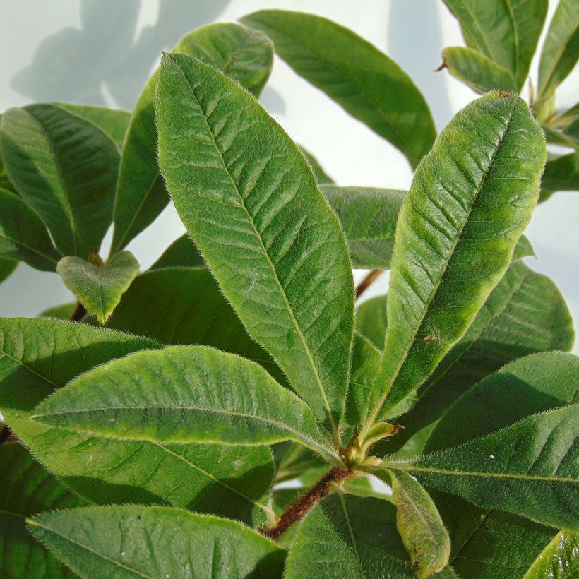 Azalée de Chine Berry Rose - Rhododendron hybride (Feuillage)