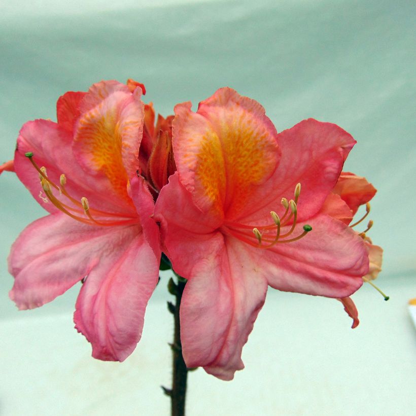 Azalée de Chine Berry Rose - Rhododendron hybride (Floraison)