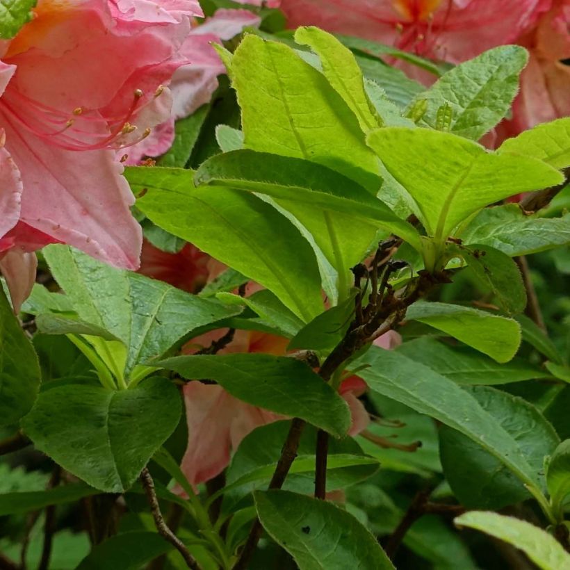 Azalée de Chine Cecile - Azalea mollis (Feuillage)