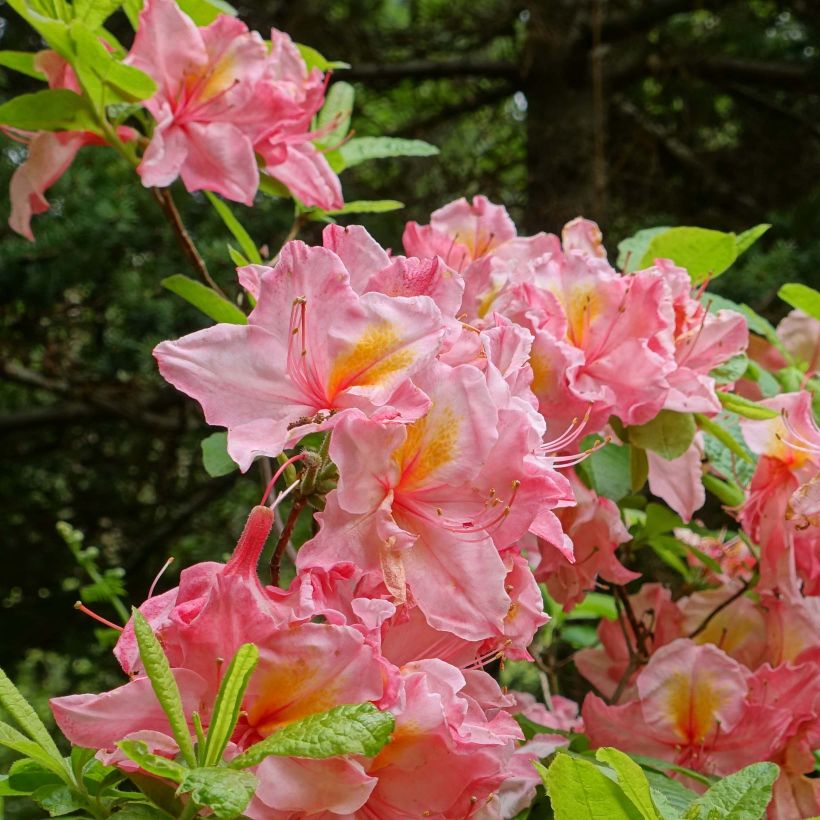 Azalée de Chine Cecile - Azalea mollis (Floraison)