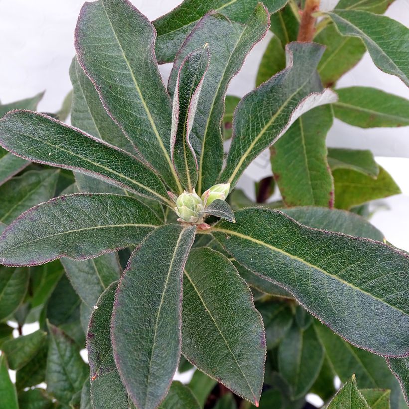 Azalée de Chine Daviesii - Azalea mollis (Feuillage)