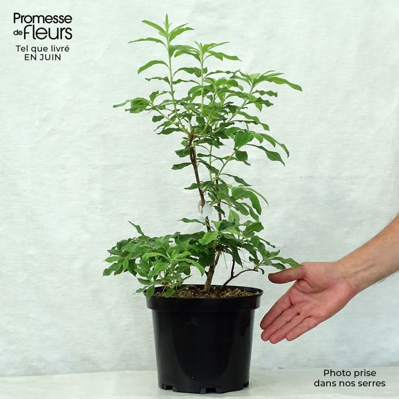 Spécimen de Azalée de Chine Daviesii - Azalea mollis Pot de 4L/5L tel que livré en été