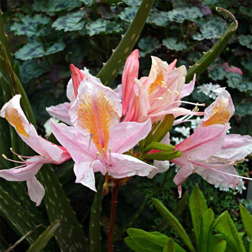 Azalée de Chine Delicatissima - Rhododendron (x) occidentale (Floraison)