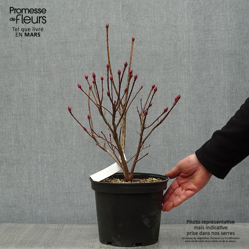Spécimen de Azalée de Chine Delicatissima - Rhododendron (x) occidentale Pot de 4L/5L tel que livré au printemps