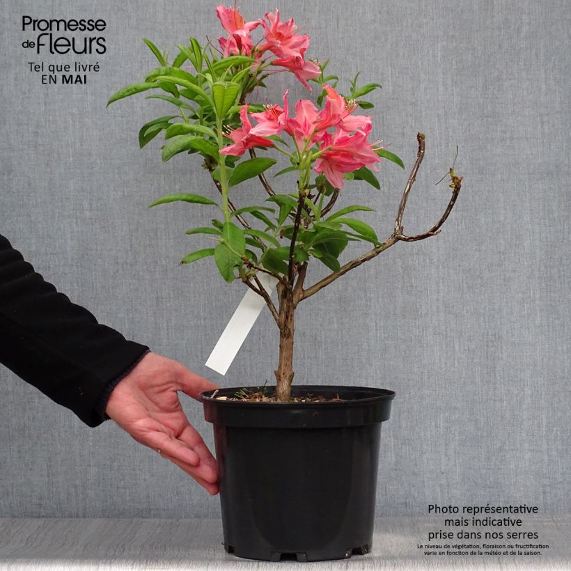 Spécimen de Azalée de Chine Demoiselles de Boutiguery Aurora - Rhododendron hybride - Pot de 4L/5L tel que livré au printemps
