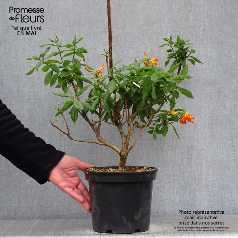 Spécimen de Azalée de Chine Demoiselles de Boutiguery Idylla - Rhododendron hybride - Pot de 4L/5L tel que livré au printemps