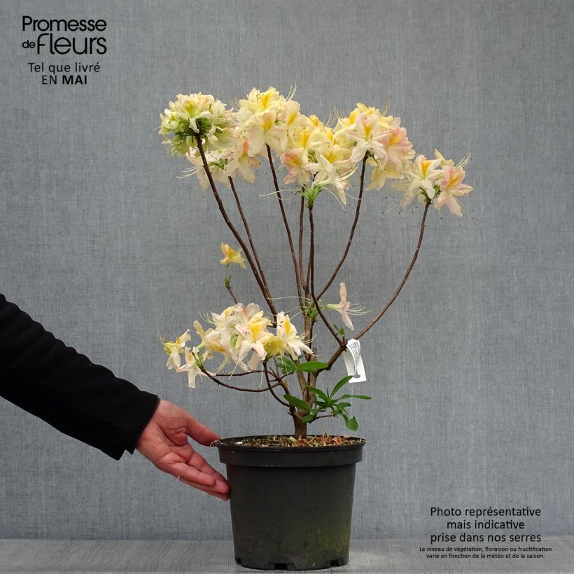 Spécimen de Azalée de Chine Demoiselles de Boutiguery Nella - Rhododendron hybride - Pot de 4L/5L tel que livré au printemps