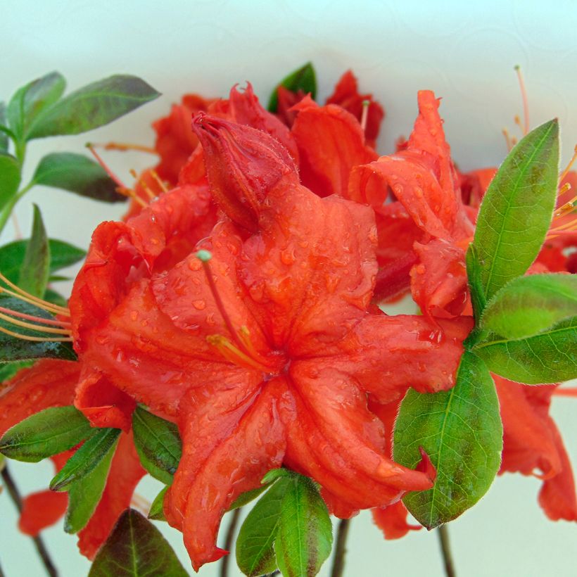 Azalée de Chine Fire Ball - Rhododendron hybride orange vif (Floraison)