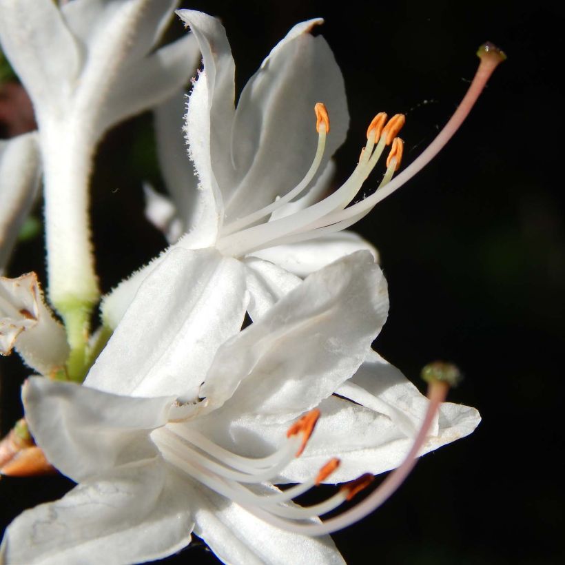 Azalée de Chine Fragrant Star - Rhododendron (x) atlanticum (Floraison)