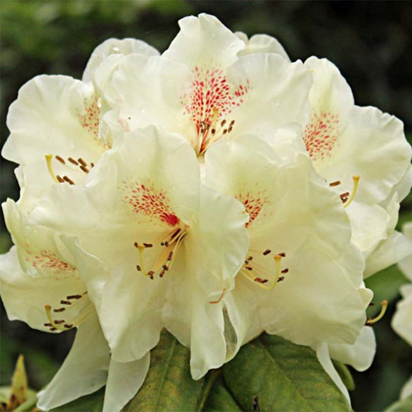 Azalée de Chine Harvest Moon - Azalea mollis (Floraison)