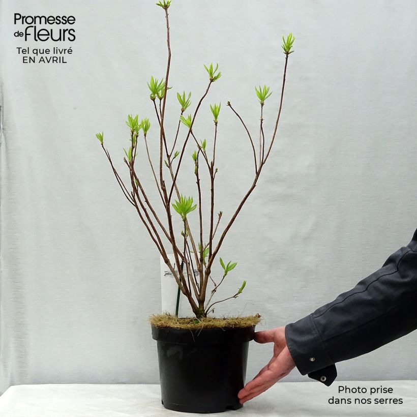 Spécimen de Azalée de Chine Harvest Moon - Azalea mollis Pot de 4L/5L tel que livré au printemps