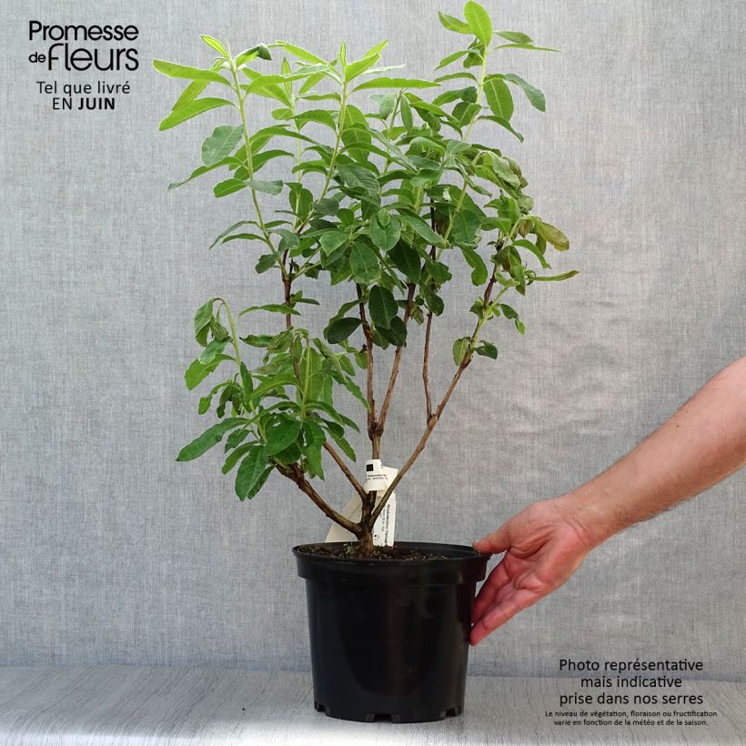 Spécimen de Azalée de Chine Harvest Moon - Azalea mollis Pot de 4L/5L tel que livré en été