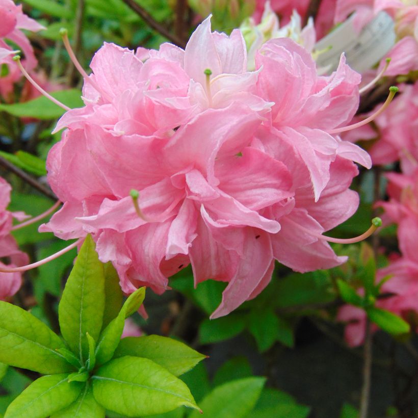 Azalée de Chine Homebush - Rhododendron hybride (Floraison)
