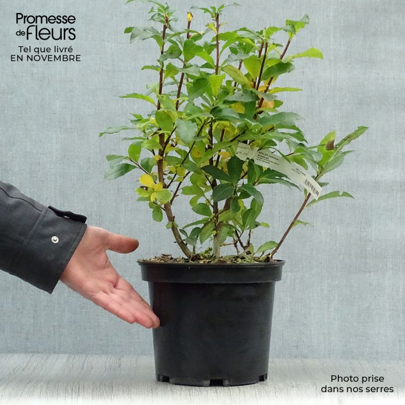 Spécimen de Azalée de Chine Homebush - Rhododendron hybride Pot de 4L/5L tel que livré en automne