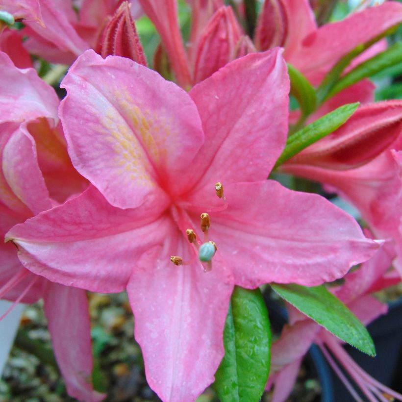 Azalée de Chine Jolie Madame - Rhododendron hybride (Floraison)
