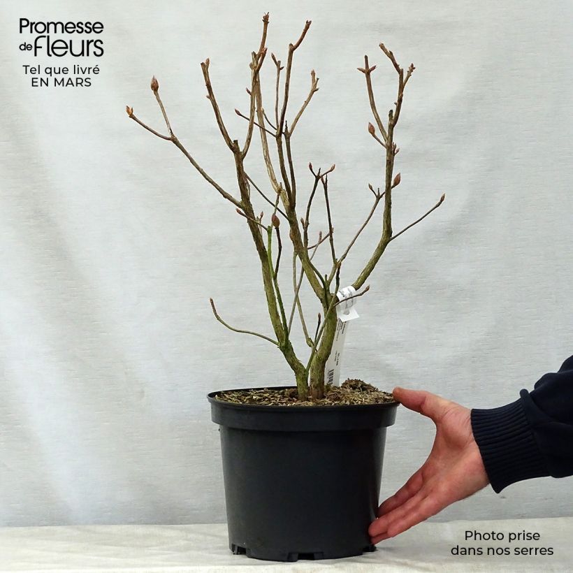 Spécimen de Azalée de Chine Jolie Madame - Rhododendron hybride Pot de 4L/5L tel que livré au printemps