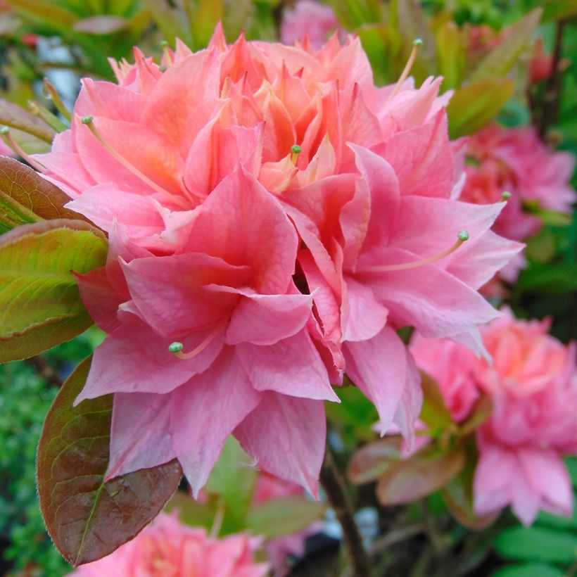 Azalée de Chine Kilian - Rhododendron hybride (Floraison)