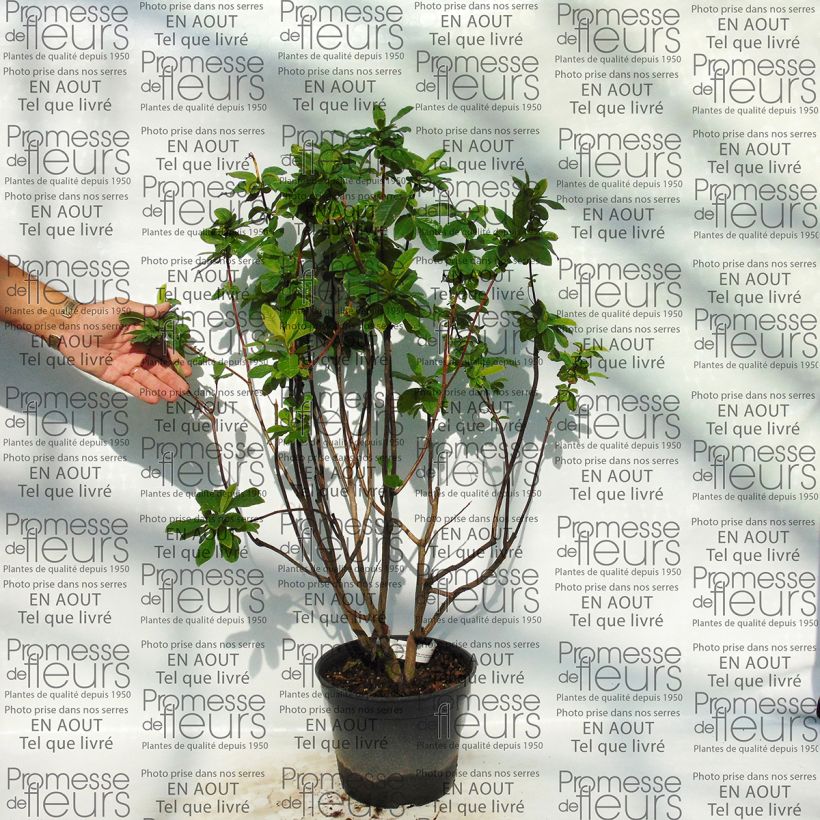 Exemple de spécimen de Azalée de Chine Kilian - Rhododendron hybride tel que livré