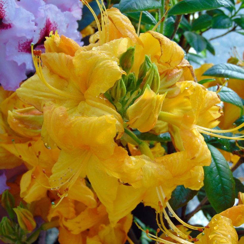 Azalée de Chine Klondyke - Azalea mollis (Floraison)