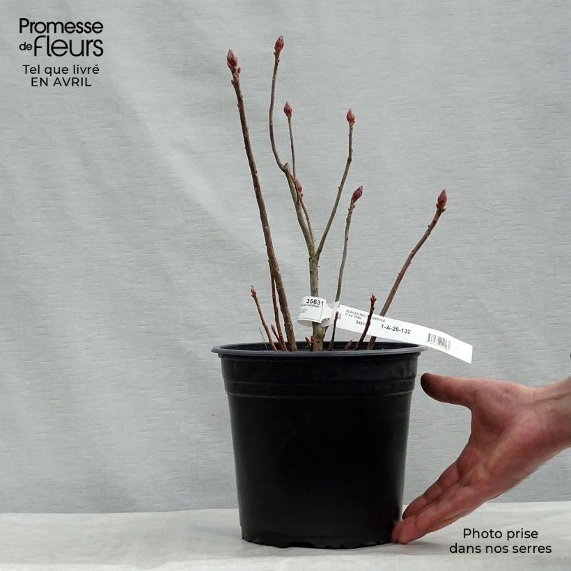 Spécimen de Azalée de Chine Klondyke - Azalea mollis Pot de 4L/5L tel que livré au printemps