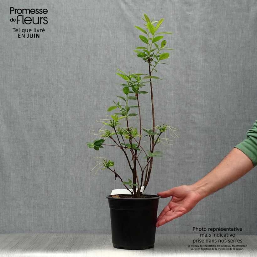 Spécimen de Azalée de Chine Klondyke - Azalea mollis Pot de 4L/5L tel que livré en été