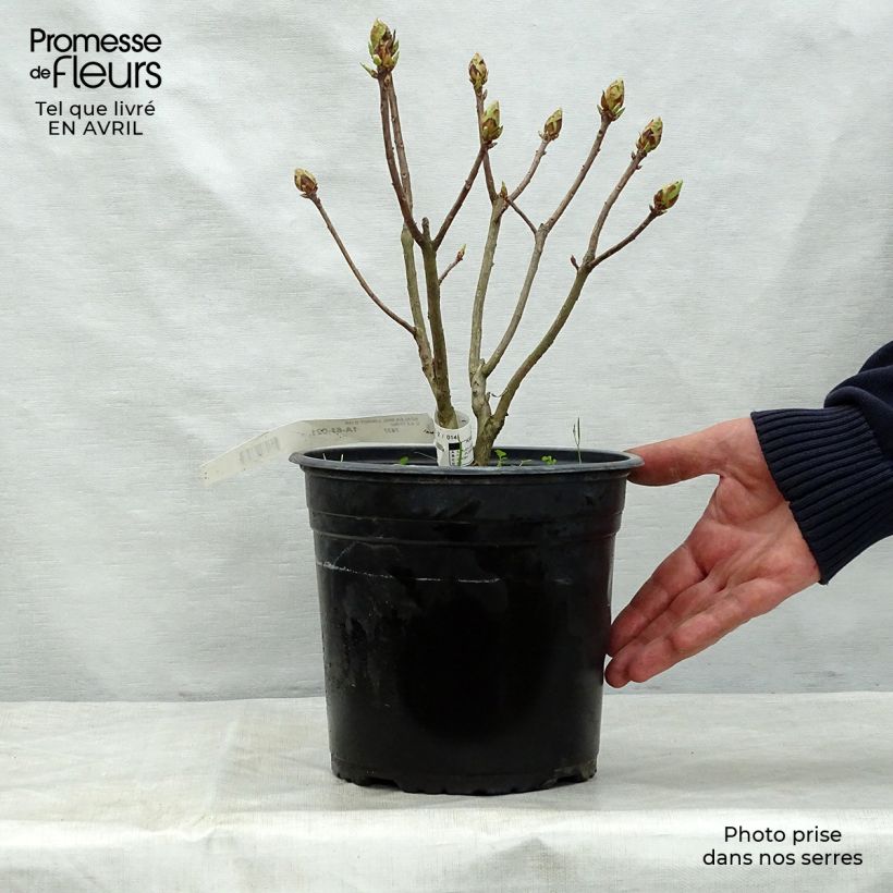 Spécimen de Azalée de Chine Lingot d'Or - Rhododendron hybride Pot de 4L/5L tel que livré au printemps