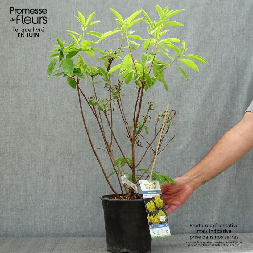 Spécimen de Azalée de Chine Lingot d'Or - Rhododendron hybride Pot de 4L/5L tel que livré en été
