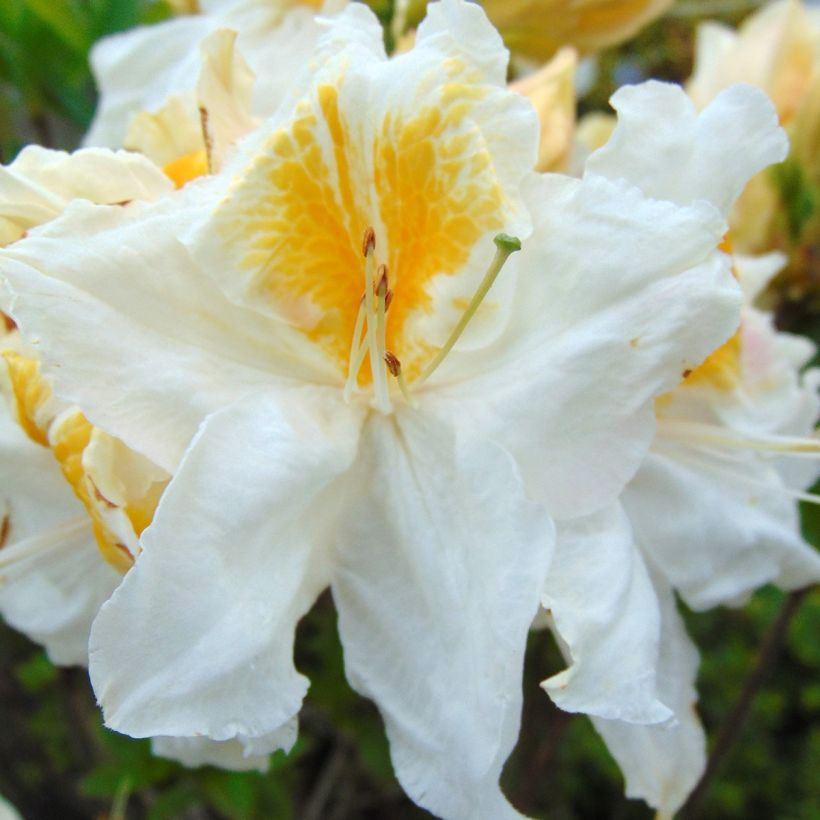 Azalée de Chine Mount Rainier - Rhododendron hybride (Floraison)
