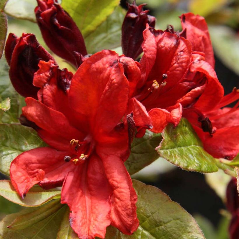 Azalée de Chine Nabucco - Azalea Mollis (Floraison)