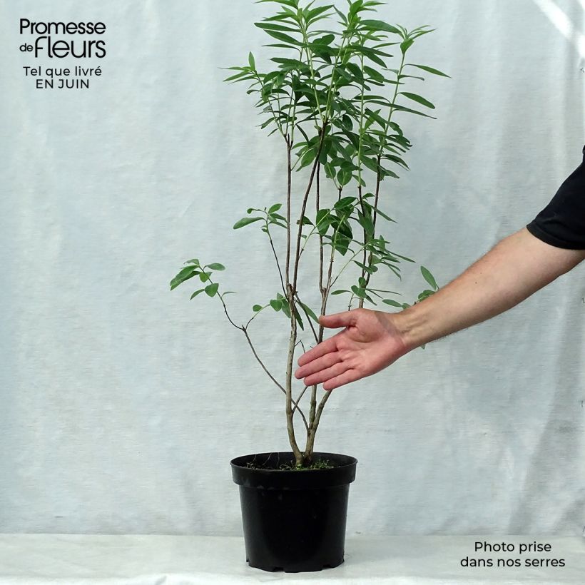 Spécimen de Azalée de Chine Nabucco - Azalea Mollis Pot de 4L/5L tel que livré en été