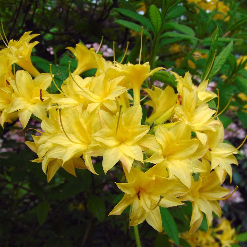 Azalée de Chine Narcissiflora - Azalea (x) luteum (Floraison)
