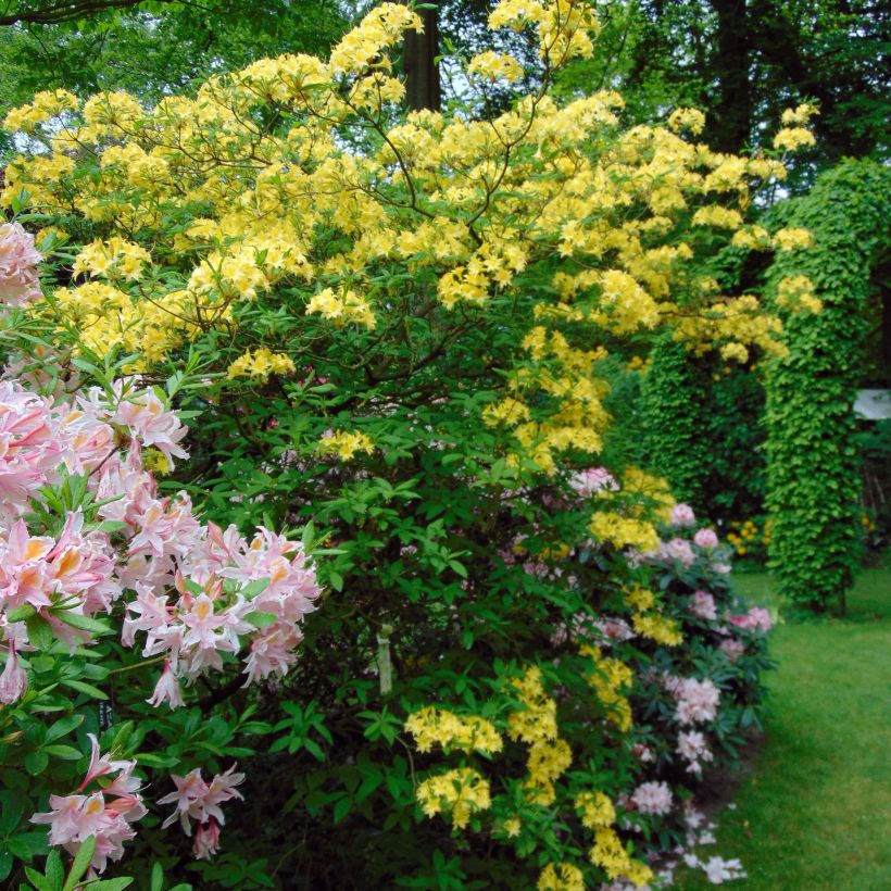 Azalée de Chine Narcissiflora - Azalea (x) luteum (Port)