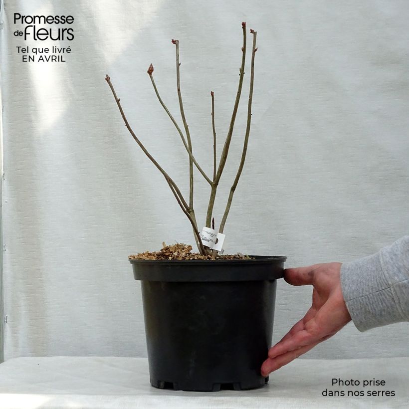 Spécimen de Azalée de Chine Narcissiflora - Azalea (x) luteum Pot de 4L/5L tel que livré au printemps