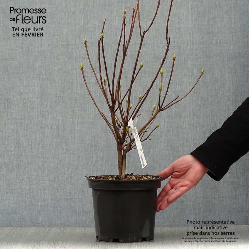 Spécimen de Azalée de Chine Narcissiflora - Azalea (x) luteum tel que livré en hiver