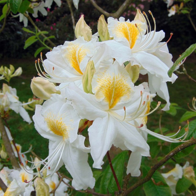 Azalée de Chine Persil - Azalea mollis (Floraison)