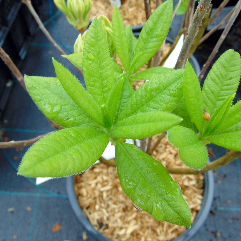 Azalée de Chine Persil - Azalea mollis (Feuillage)