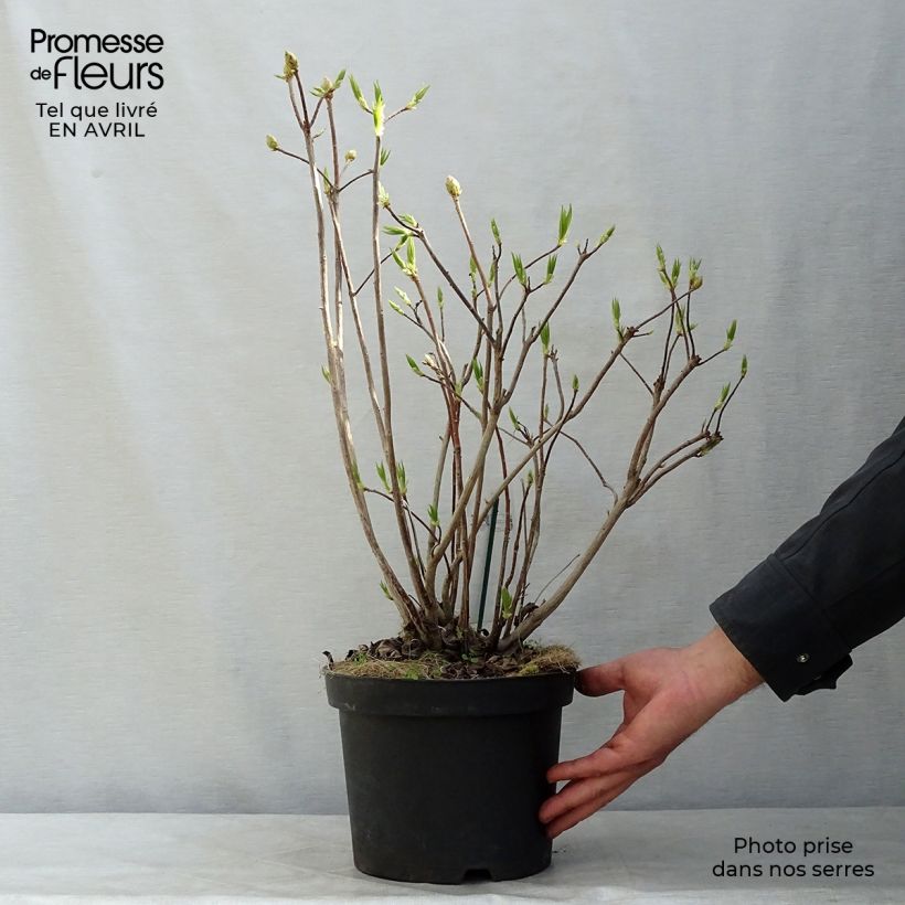 Spécimen de Azalée de Chine Persil - Azalea mollis Pot de 4L/5L tel que livré au printemps