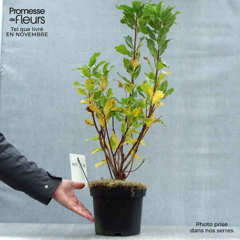 Spécimen de Azalée de Chine Persil - Azalea mollis tel que livré en automne