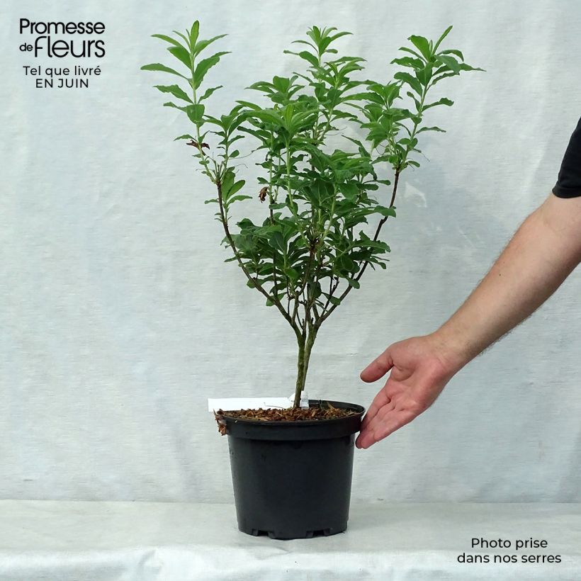 Spécimen de Azalée de Chine Peter Koster - Azalea mollis Pot de 4L/5L tel que livré en été