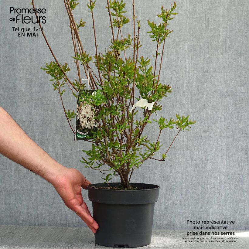 Spécimen de Azalée de Chine Sommerduft - Rhododendron viscosum Pot de 4L/5LHauteur livrée env. 40/50cm tel que livré au printemps