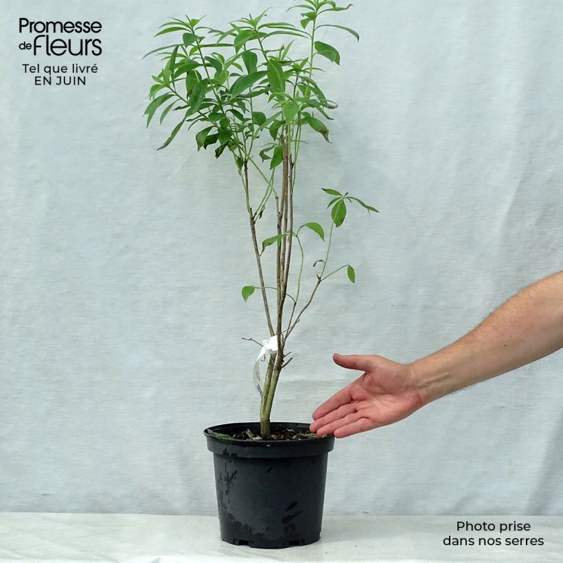 Spécimen de Azalée de Chine Wallowa Red - Rhododendron hybride Pot de 4L/5L tel que livré en été